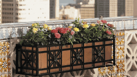 حوض  خارجي للورود
