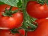 صوص الطماطم متعدد الاستخدام
