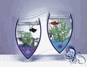 حوض اسماك جميل