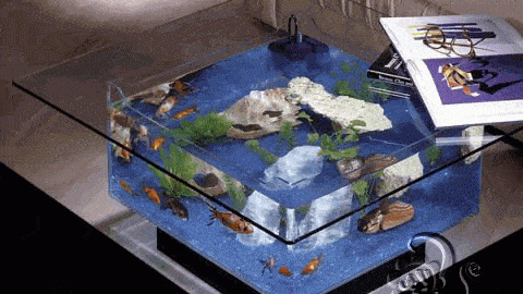 حوض لأسماك الزينة