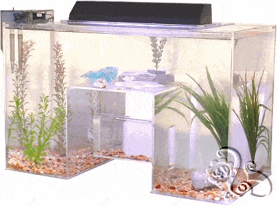 حوض للاسماك