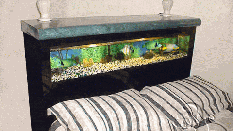 حوض لأسماك الزينة