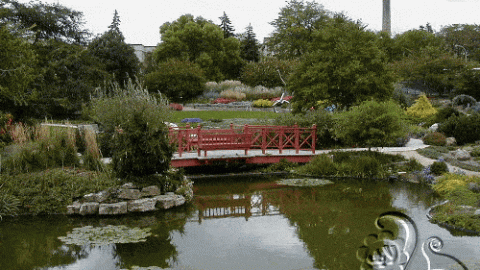 بركة مائية في الحديقة مع نباتات طافية و ديكورات طبيعية