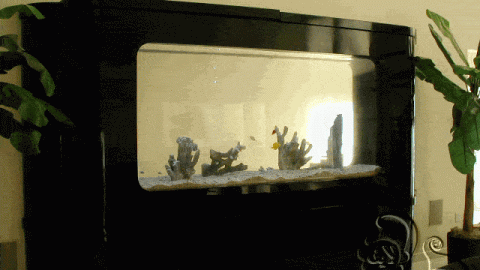 حوض اسماك جميل