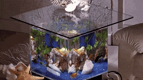 حوض لأسماك الزينة