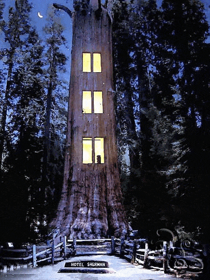 اوتيل شيرمان في جذع شجرة ضخمة