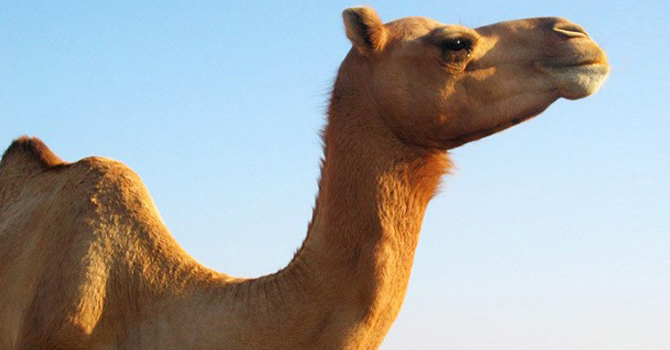 اكتشفي الفوائد الصحية المذهلة لحليب الناقة