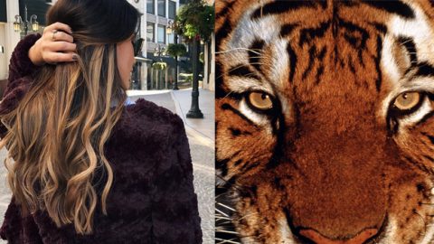 عين النمر أحدث صبغات شعر العام الجديد