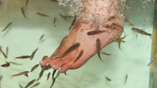 باديكير السمك بين التحذير و التجميل