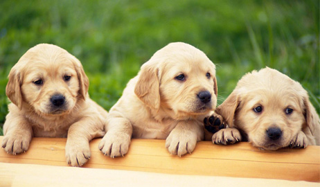 أغلى 10 كلاب بالعالم