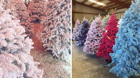 شجرة الكريسماس الملونة أحدث الصيحات للاحتفال بالعام الجديد