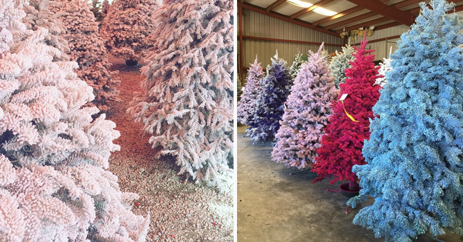 شجرة الكريسماس الملونة أحدث الصيحات للاحتفال بالعام الجديد