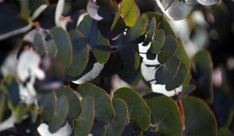 أشجار إستراليه تنبت أوراقها ذهب