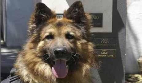 1500 جنيه إسترليني معاشاً للكلب البوليسي في بريطانيا