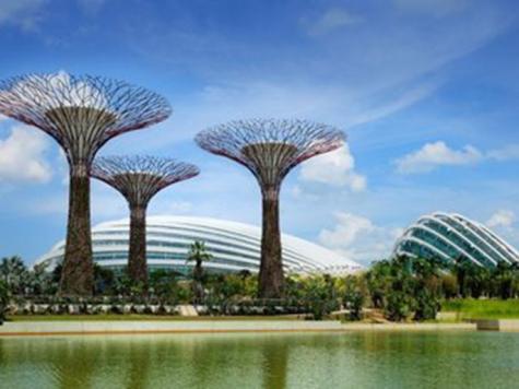 الأشجار الفولاذية العملاقة من أبرز معالم حدائق الخليج في سنغافورة