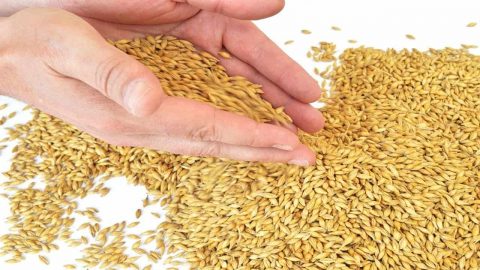 ماء الشعير المغلي للرجيم وفوائده على الجسم