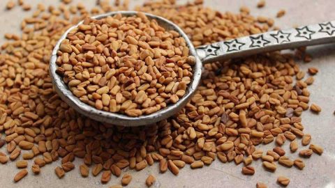 فوائد الحلبة للمرأة عليك معرفتها